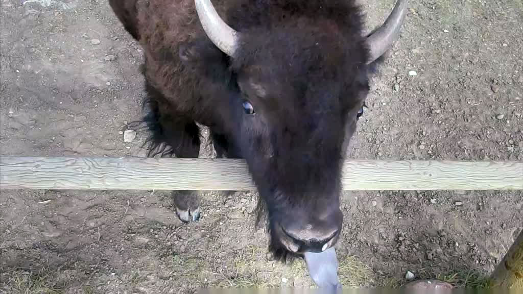 bison sticking tongue out