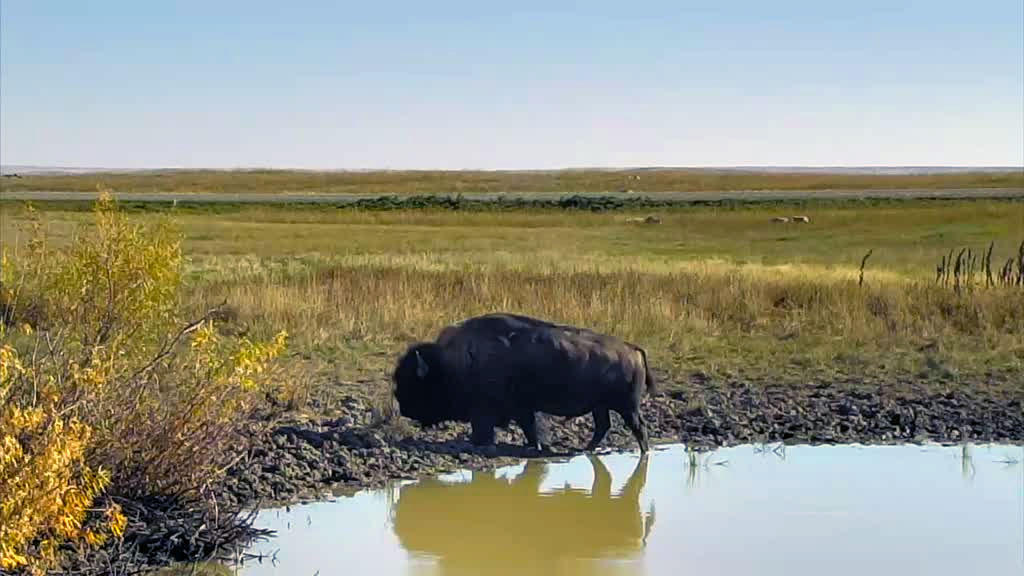 bison in a watering hole