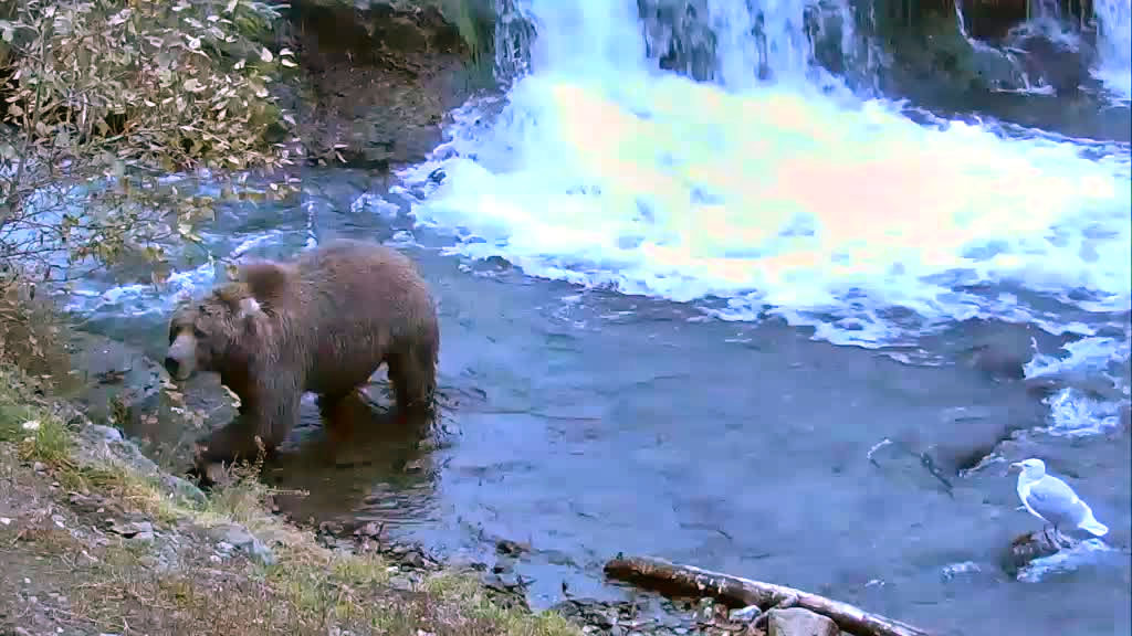 brown bear fishing at brooks falls