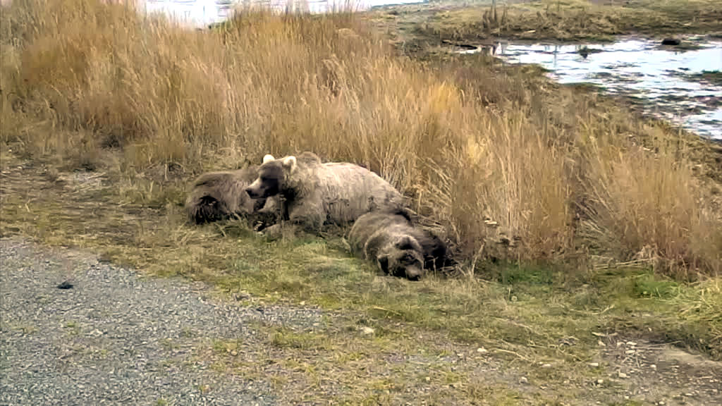 brown bear family resting