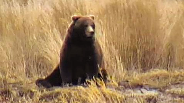 brown bear sitting in the greass