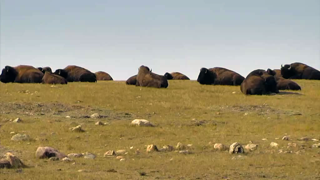 herd of bison resting