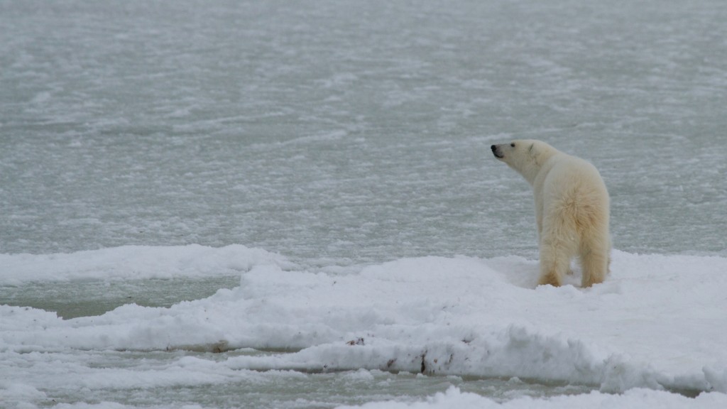 Polar Bear Q A Of The Day Do Polar Bears Hibernate Explore