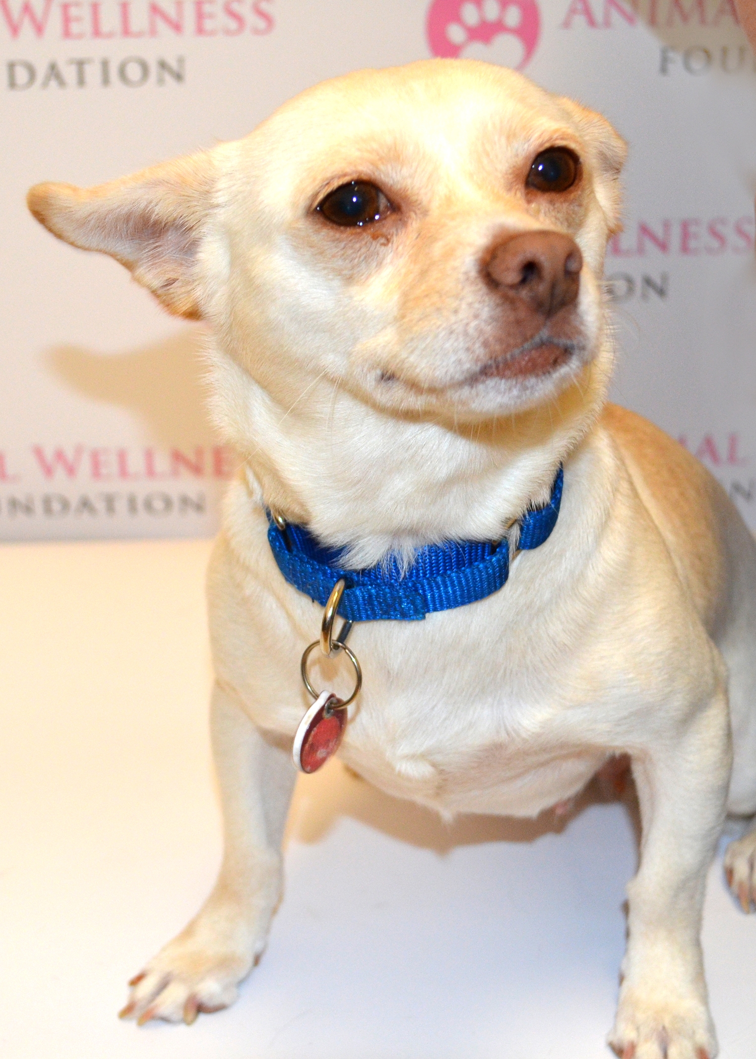 Mia, an Adoptable Dog from the Animal Wellness Foundation