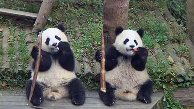 panda toddlers eating bamboo