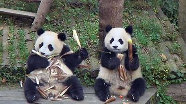 panda toddlers eating bamboo