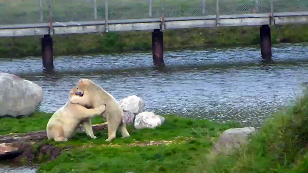 polar bears wrestling