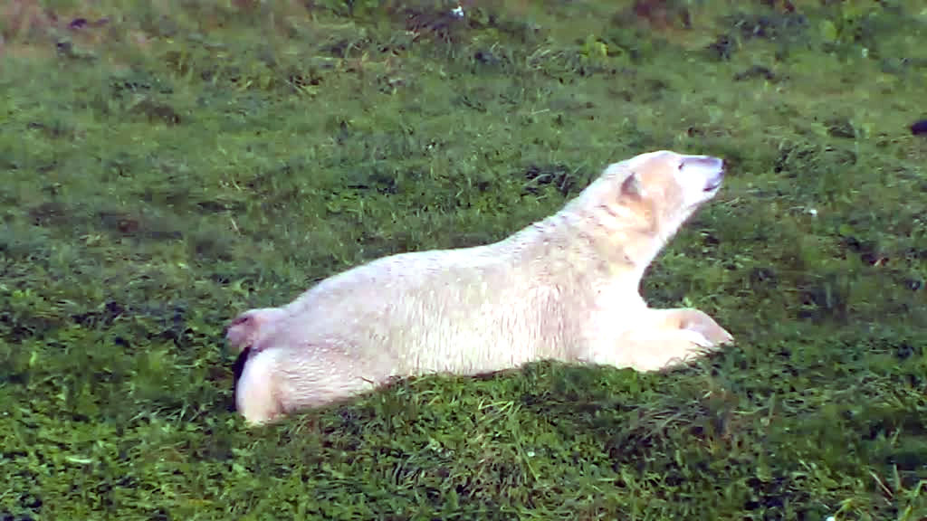polar bear stretching out in the grass