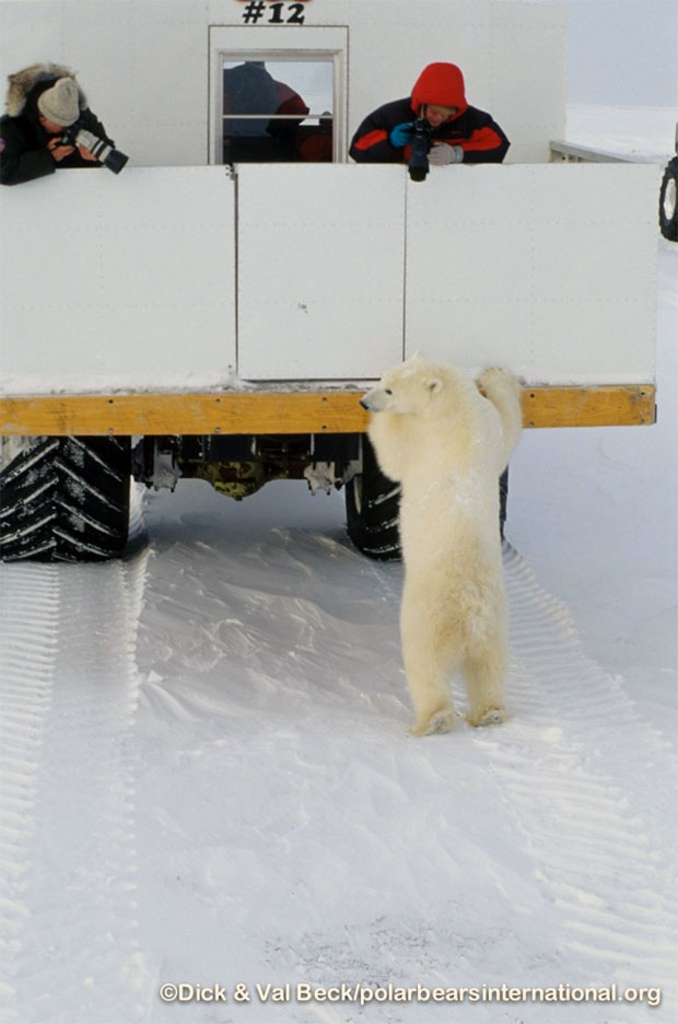 Polar Bear on a Tundra Buggy