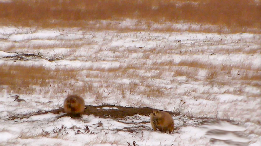 prarie dogs in the snow