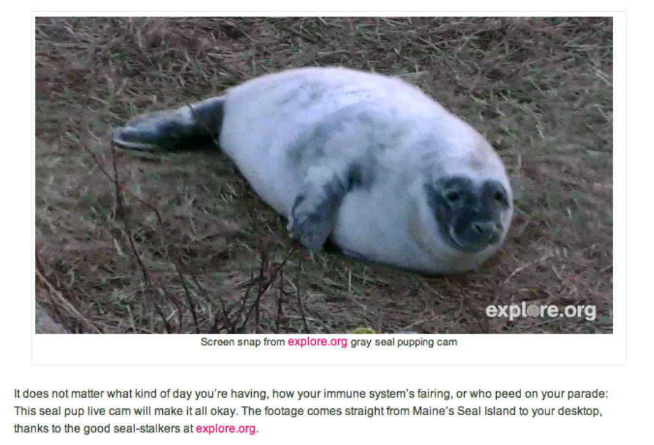 seal screen grab