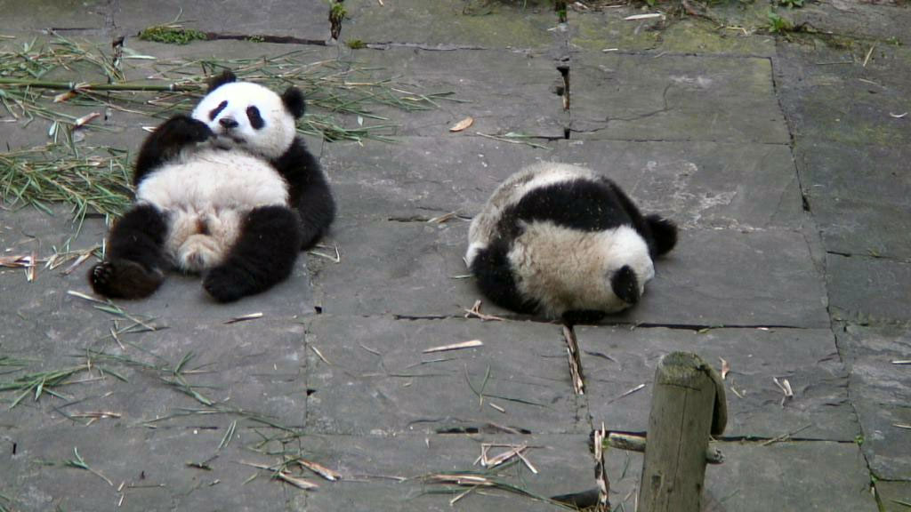 two panda bear cubs relaxing