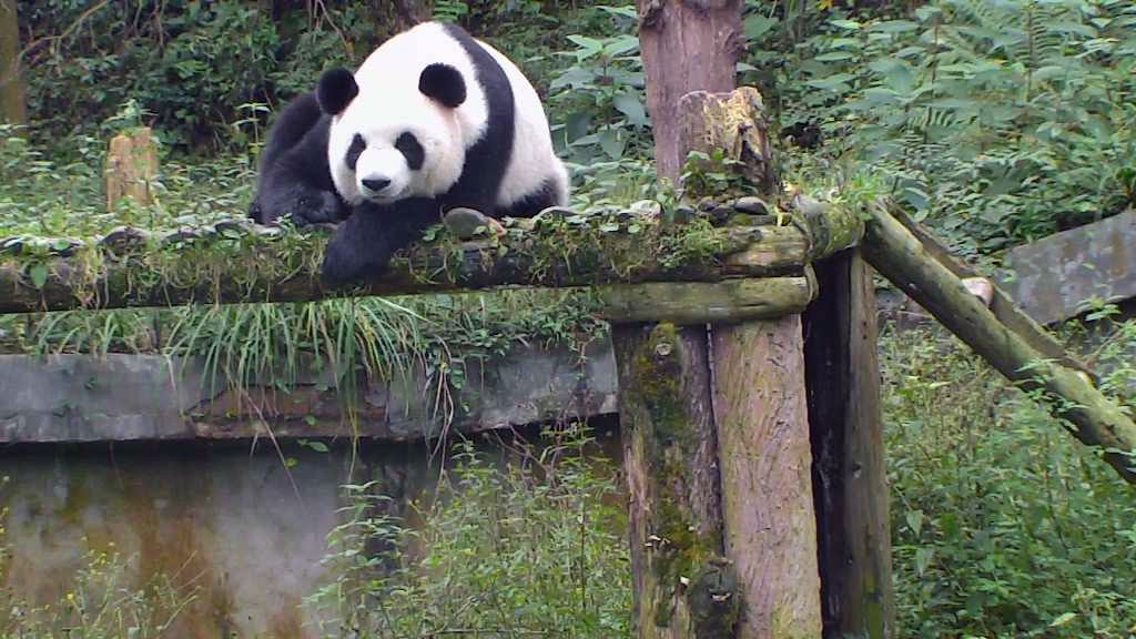 panda bear relaxing