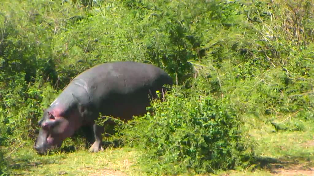 hippo grazing 
