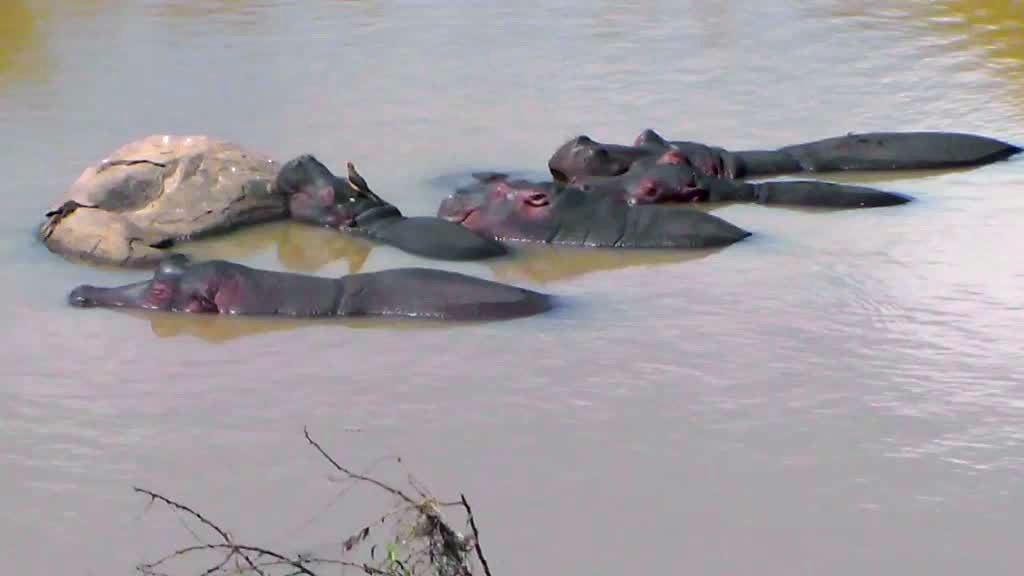 hippo group swimming