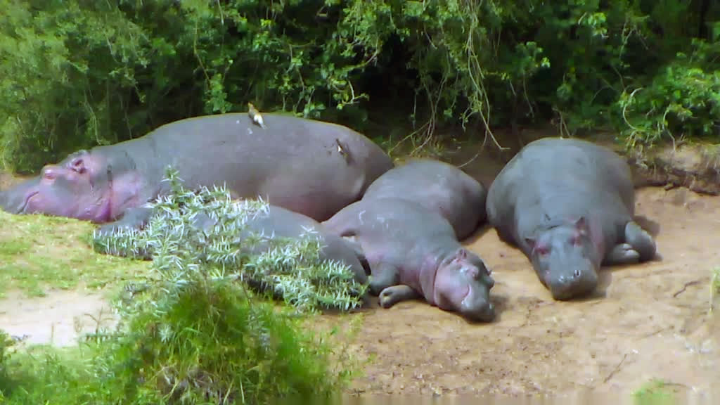 family of hippos napping