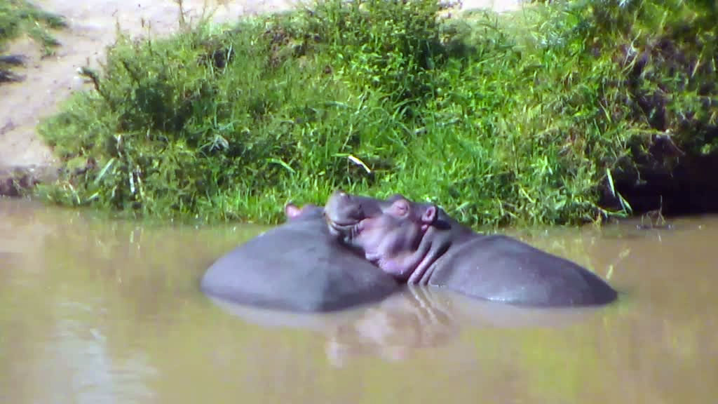 two hippos in the water