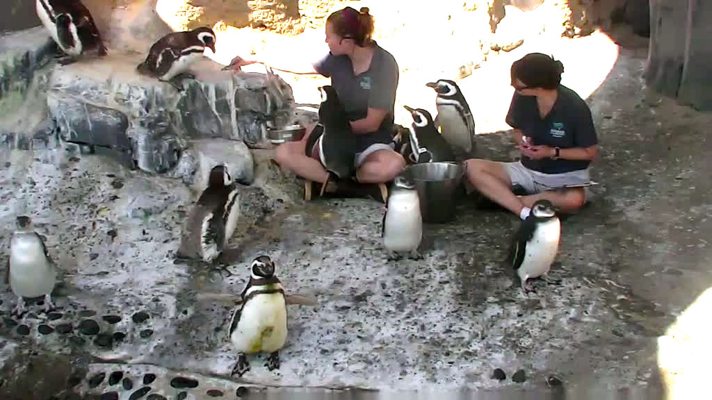 penguin feeding time