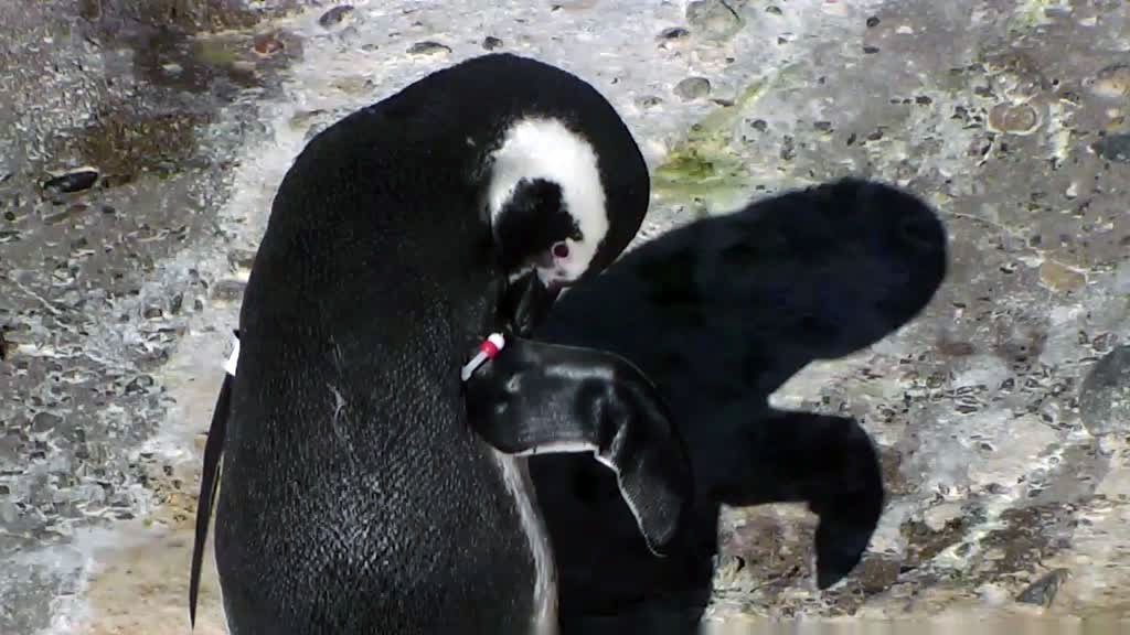penguin preening