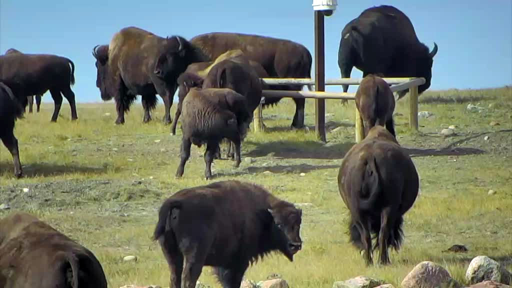 bison herd gathering together