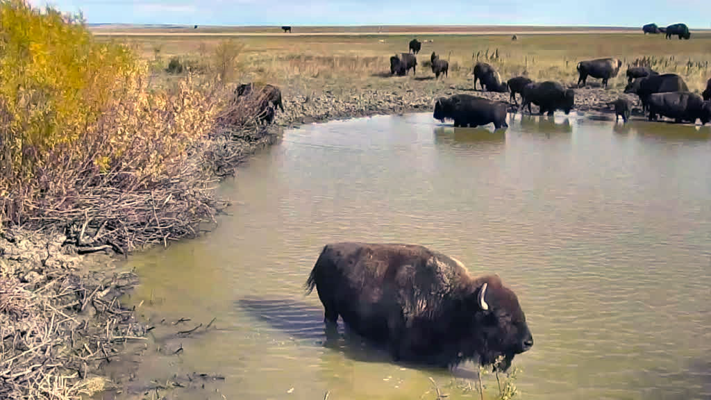 bison in the watering hole