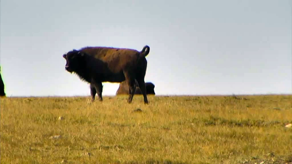 A lone bison grazing in the grass.