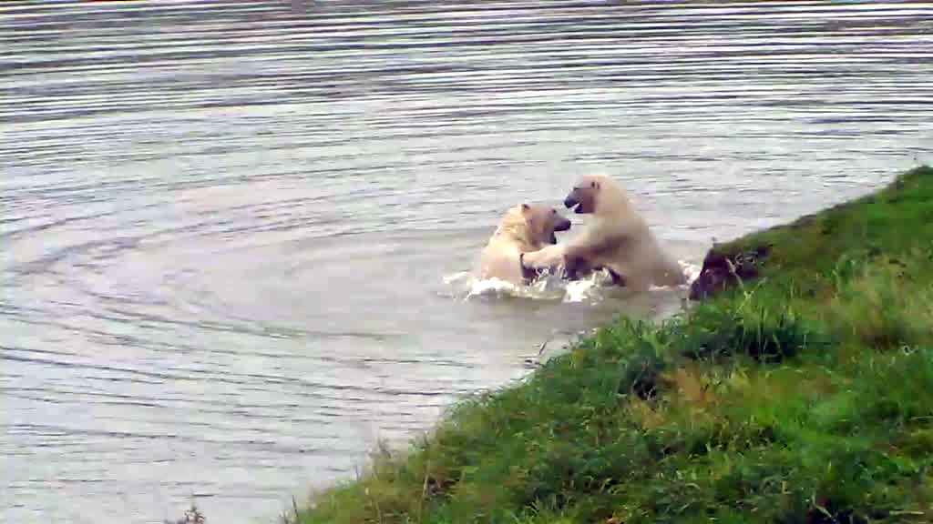 Two polar bears wrestling in the water.