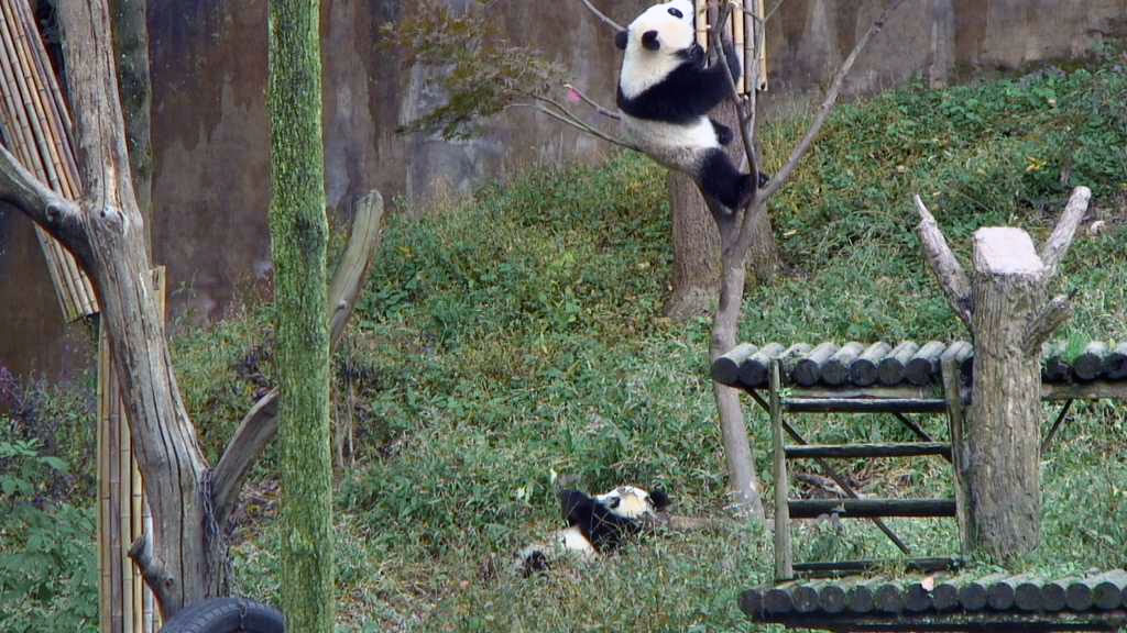 panda cub climbing a tree