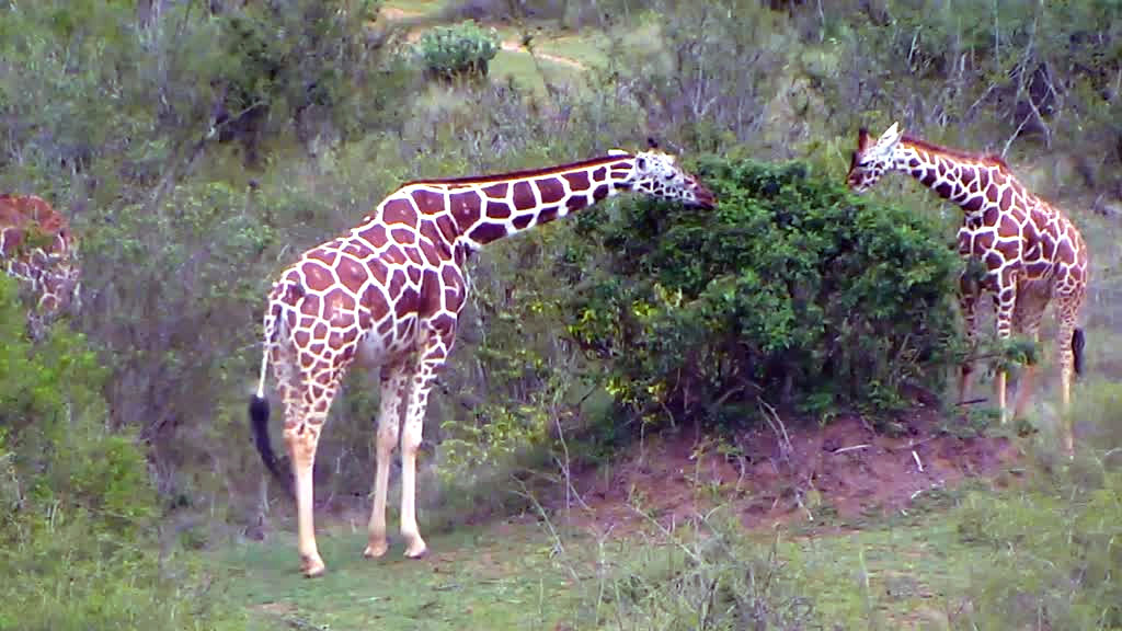 Two giraffes eating from a bush.