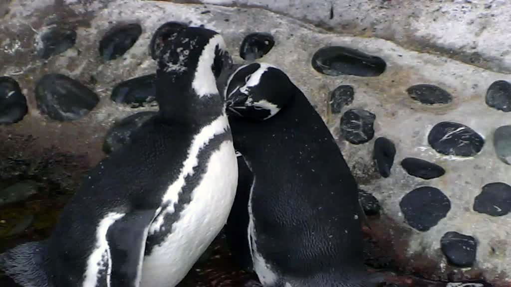 Penguin relations can be strengthened by grooming.