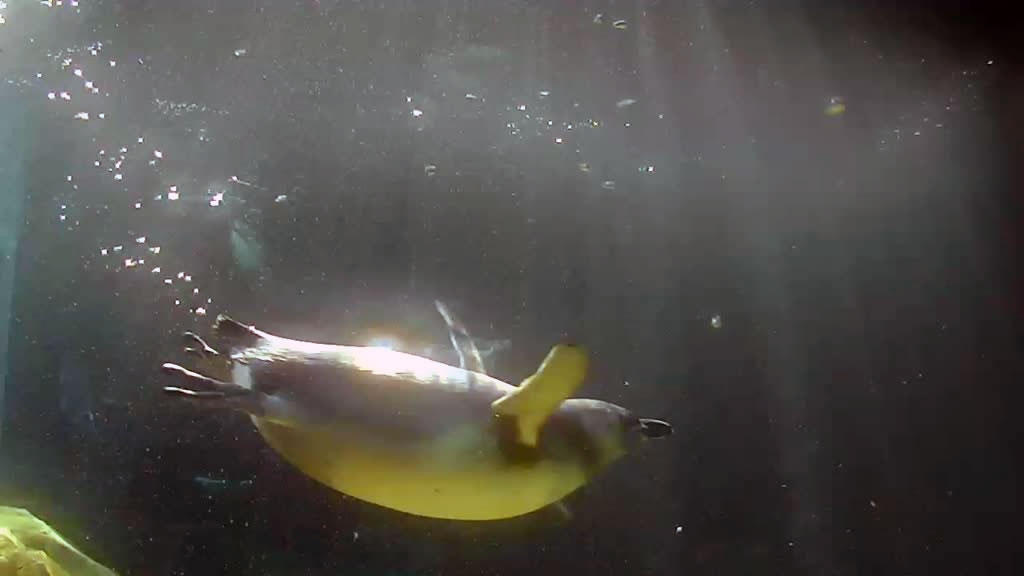 penguin swimming under water