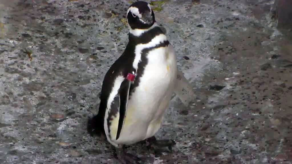 red banded penguin