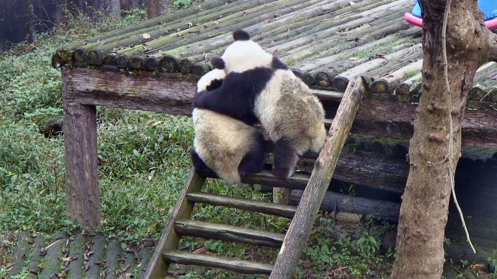 pandas climbing