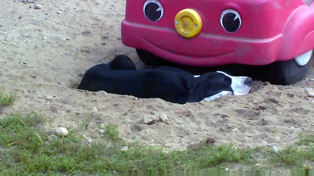 service puppy sleeping in the dirt