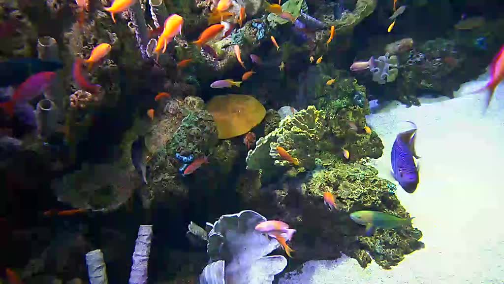 An inside look into a tropical reef aquarium.