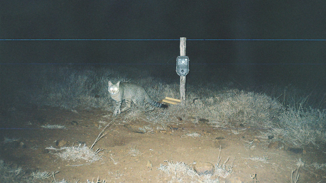 African Wild Cat (from a camera trap)