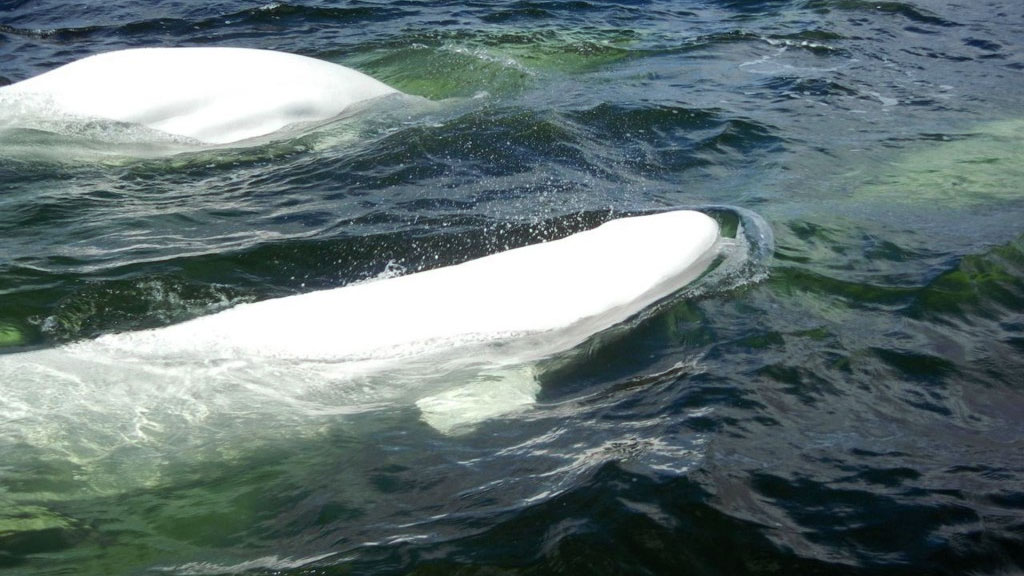 two beluga whales