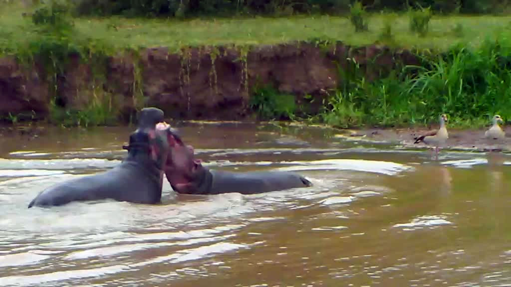 hippos in watering hole in mpala africa