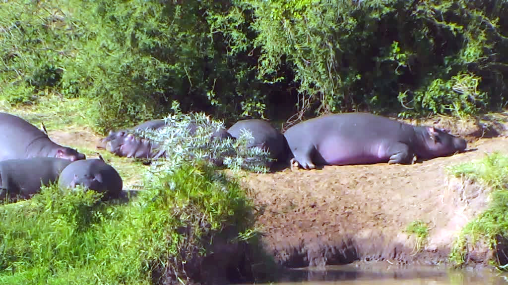 hippos relaxing