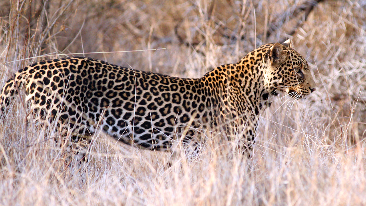 Leopard (by Rob Pringle)