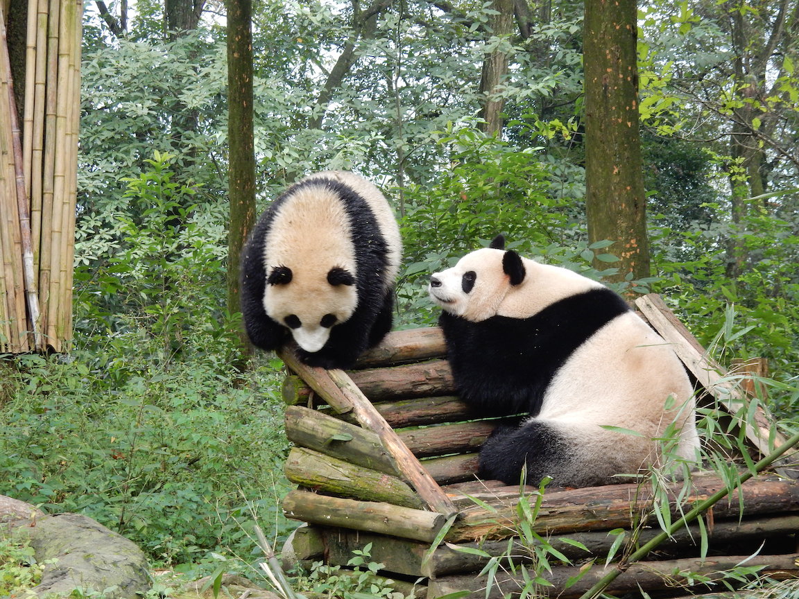 two panda bears playing