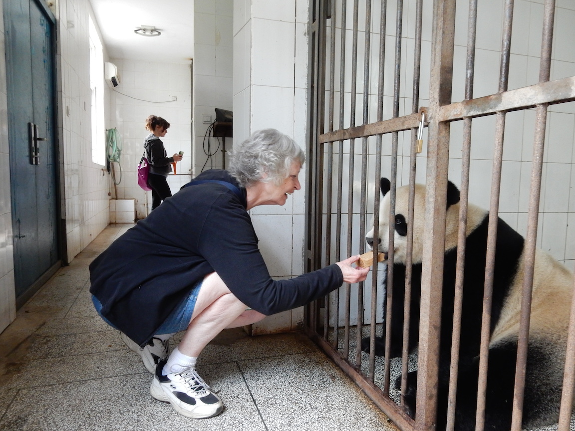 panda bear being fed