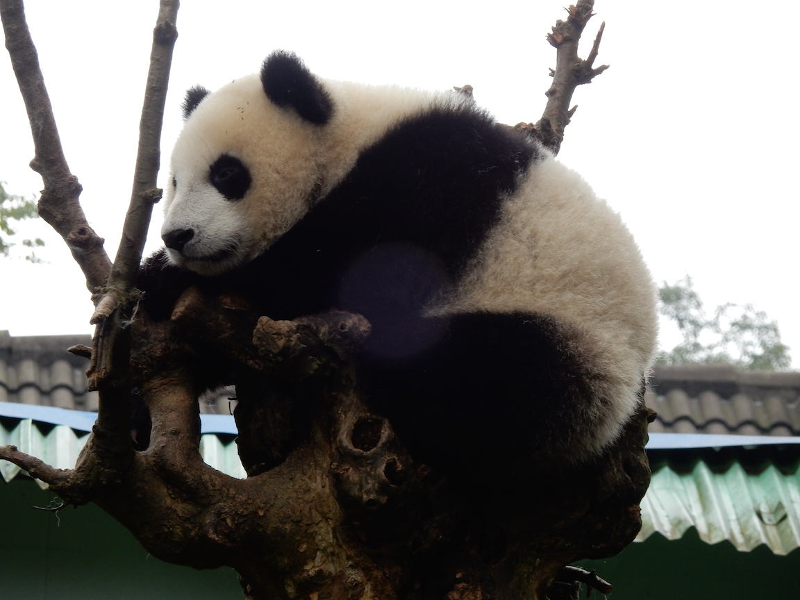 panda bear in a tree