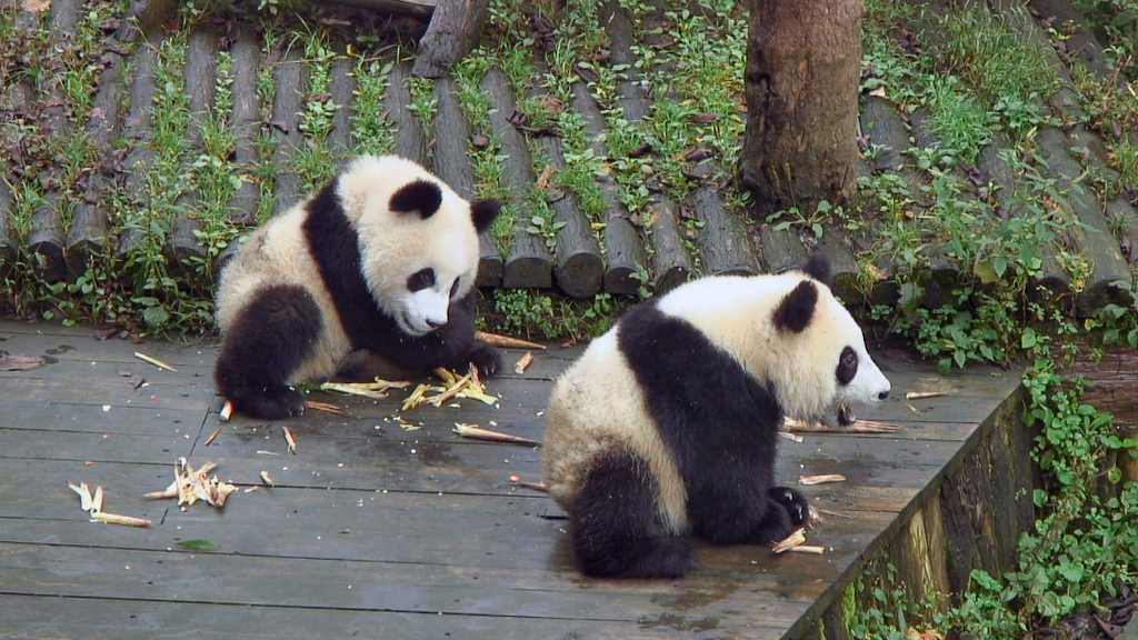 two panda cubs playing