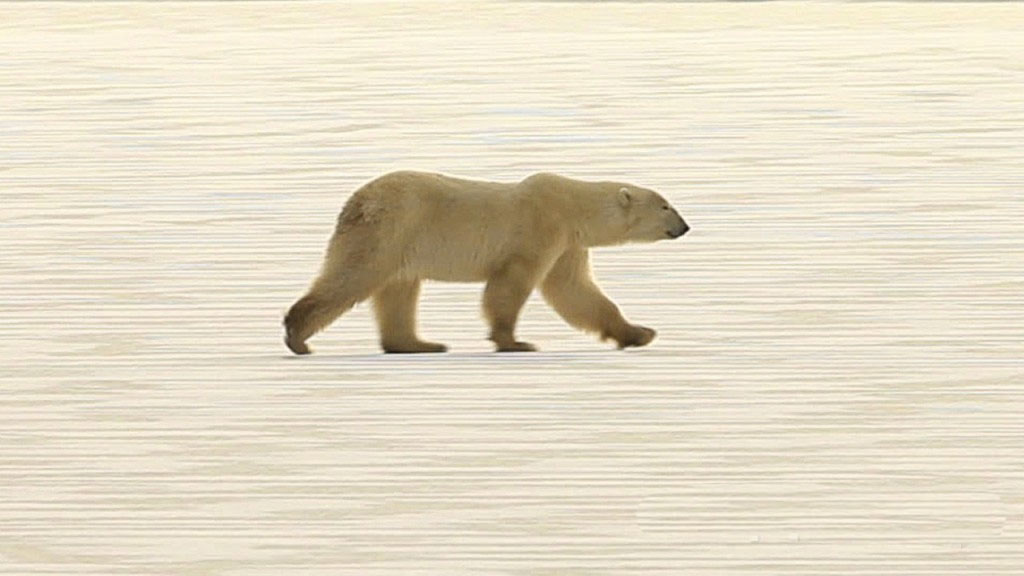 A Lone Polar Bear Crosses the Icy Landscape of Churchill in Search of Seals