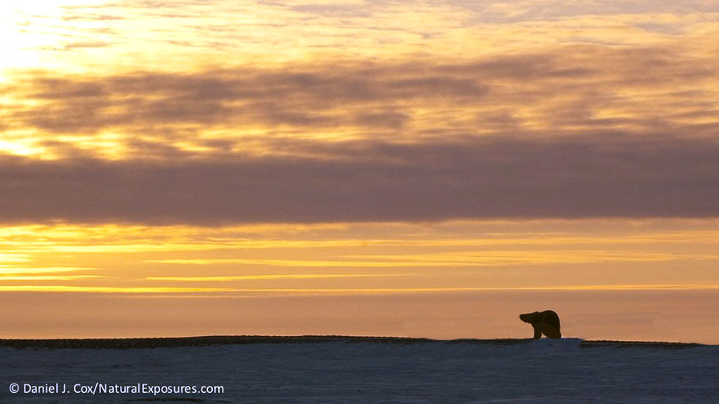polar bears in arctic tundra