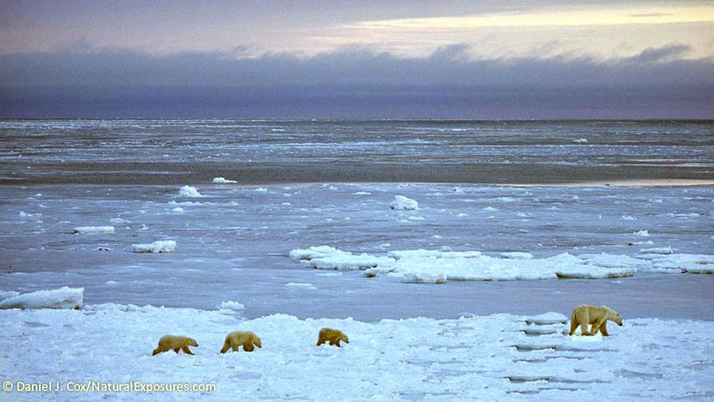 three polar bears in search for food