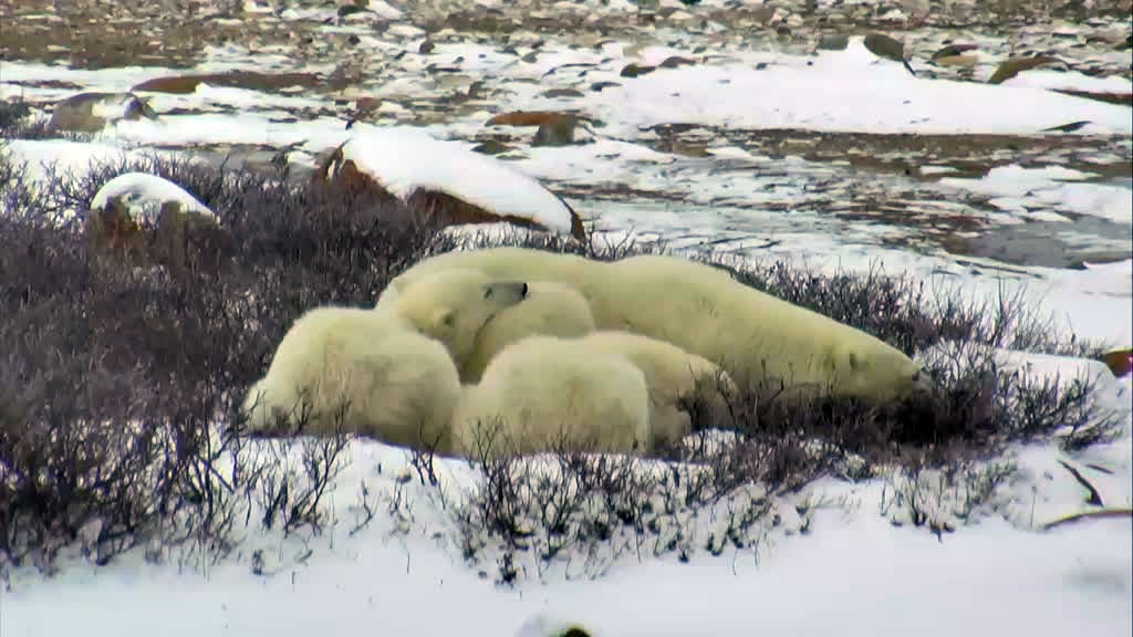 A polar bear family staying warm and cuddling together.