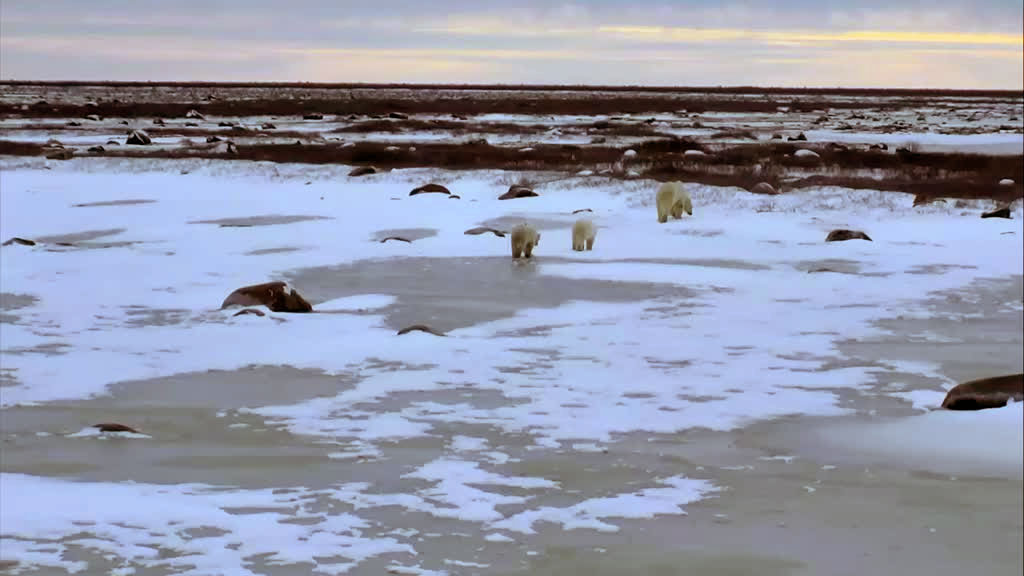 polar bears Taking a family walk.