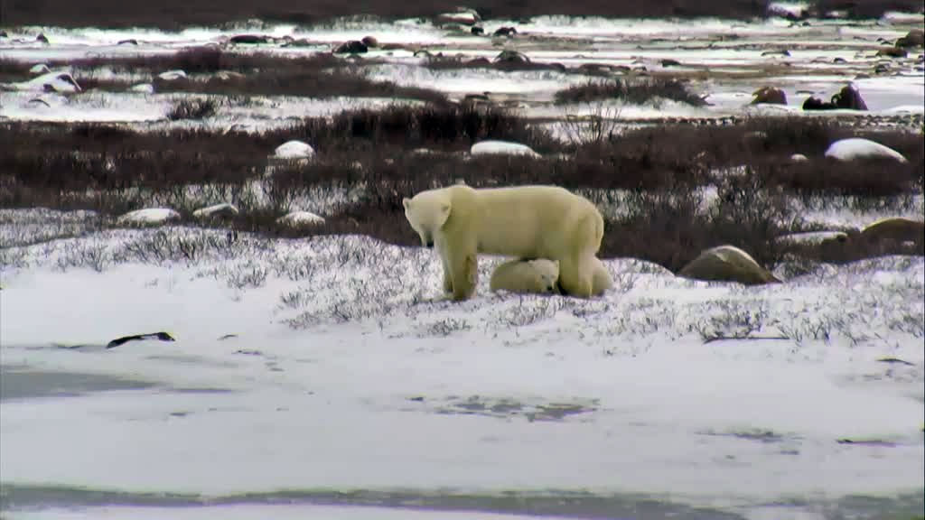 Polar Bear Mother bear and her cub.